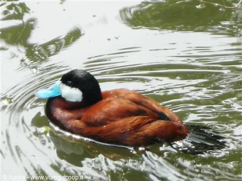 Ruddy duck swims in green water with blue bill and light ripples
