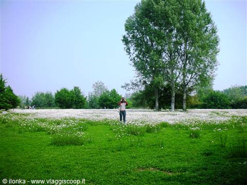 Woman photographing in a daisy field with tall green trees