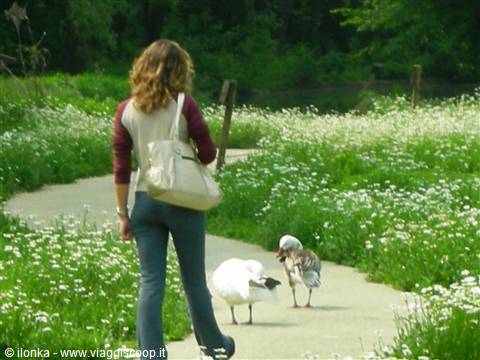 Woman with white bag watching two geese on a path among wildflowers
