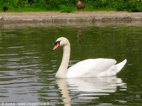 White swan swimming on green lake water, another bird near the shore