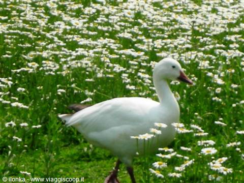 White goose walking through a meadow blooming with daisies