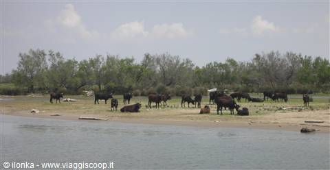 Cattle grazing on sandy riverbank, green trees in the background