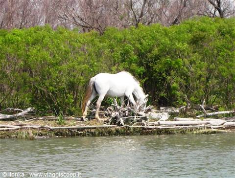 White horse sniffing driftwood among green bushes on the riverbank