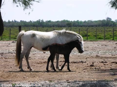 White mare walking beside dark foal on fenced dry ground