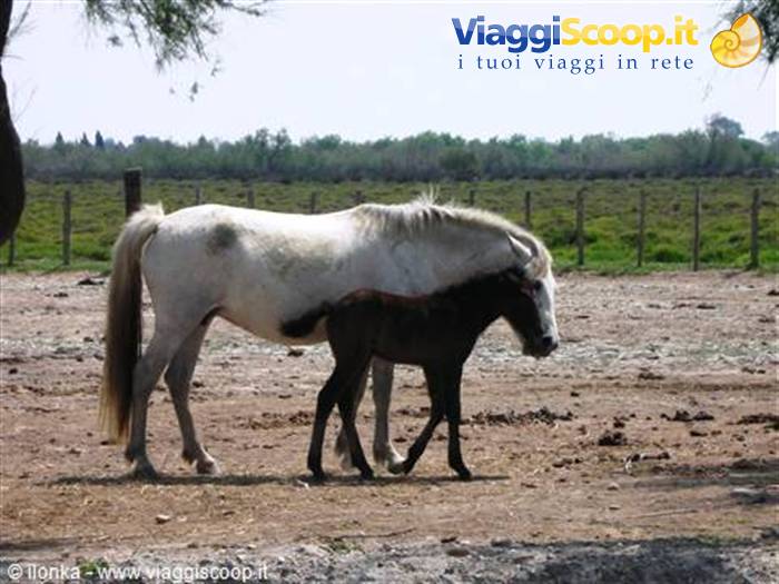 White mare walking beside dark foal on fenced dry ground
