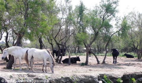 White horses and black cattle grazing among trees