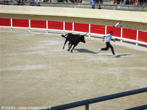 Man in white shirt runs in front of a black bull in the sandy arena