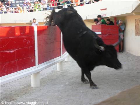 Black bull jumps over the red arena barrier as spectators watch