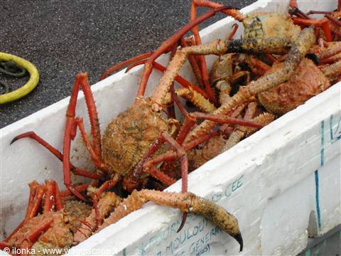 Fresh spiny lobsters piled in a white styrofoam fish crate