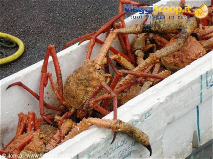 Fresh spiny lobsters piled in a white styrofoam fish crate