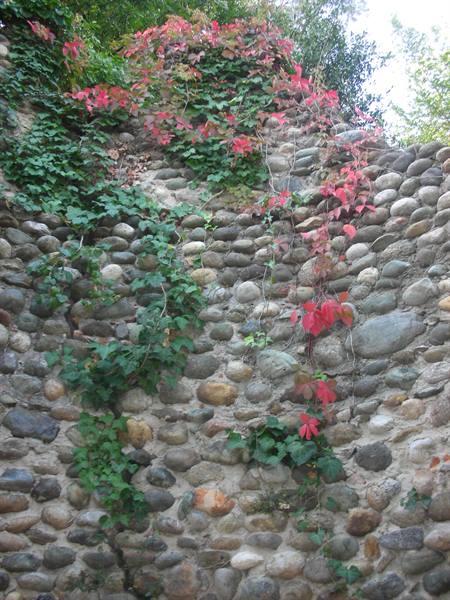climbing ivy on a ruin in the bosco park