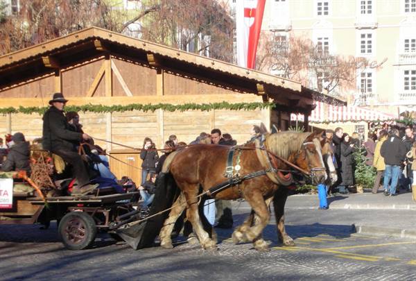 horses and carriages
