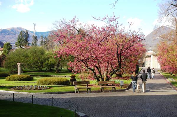 blossoming trees