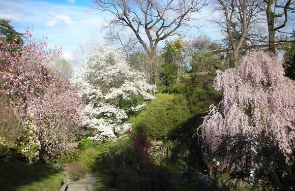 beautiful blossoming trees