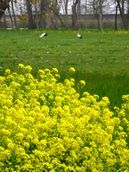 flowers and storks in the park