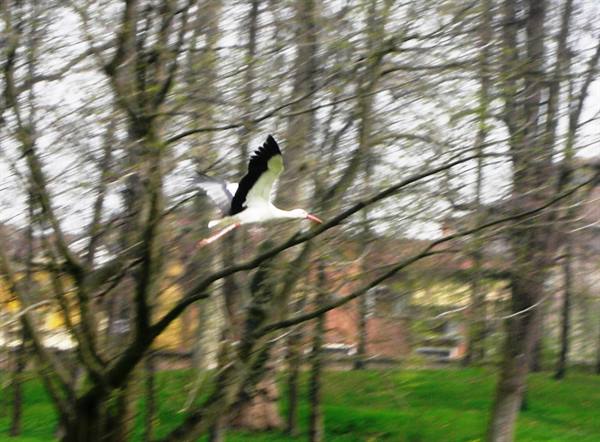 stork in flight in the park