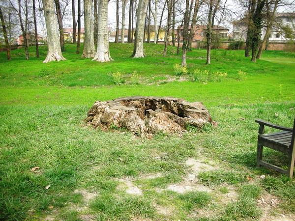 great root of an age-old felled tree