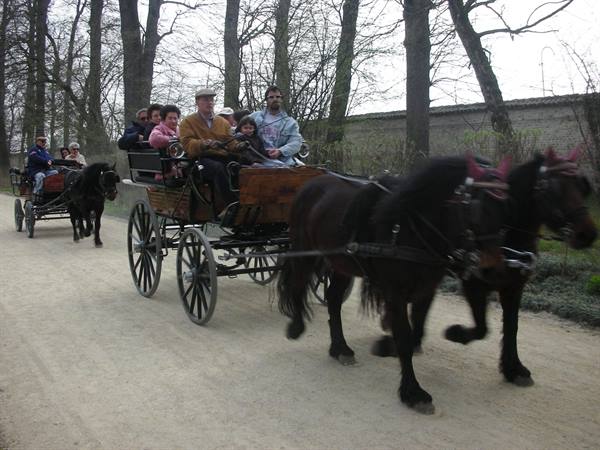 carriage rides in the park