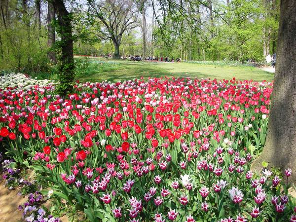 tulip arrangements