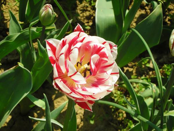 unusual tulip