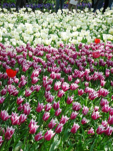 tulips