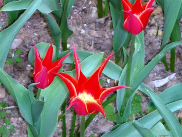 particular tulip