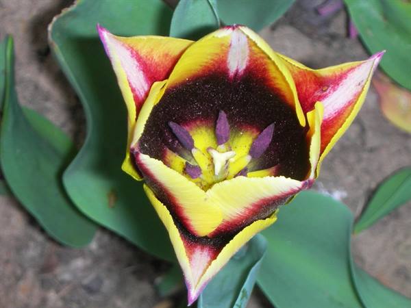 particular tulip