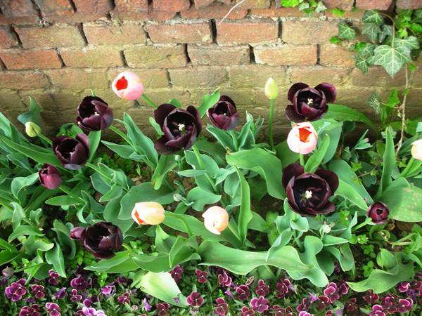 black tulips