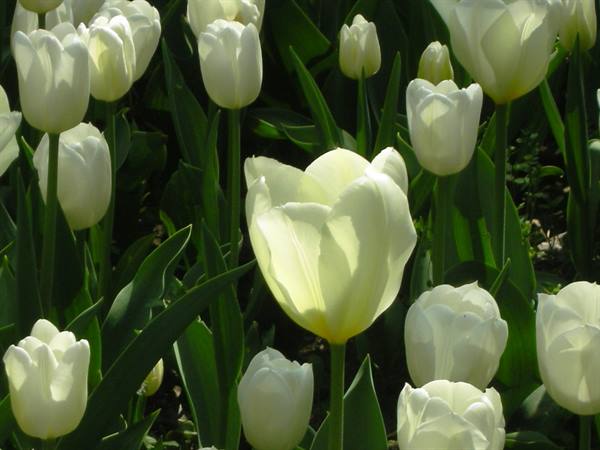 white tulips