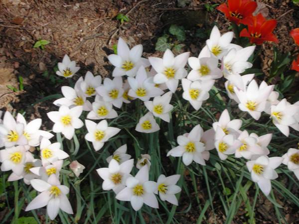 white flowers