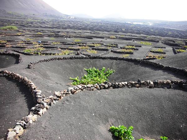 unusual vineyards in lanzarote