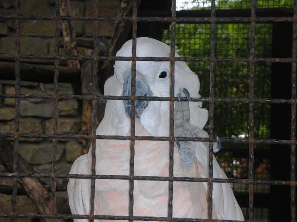 Cockatoo, close-up