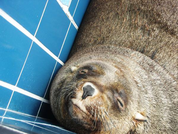 Sea lion sleeping in the pool