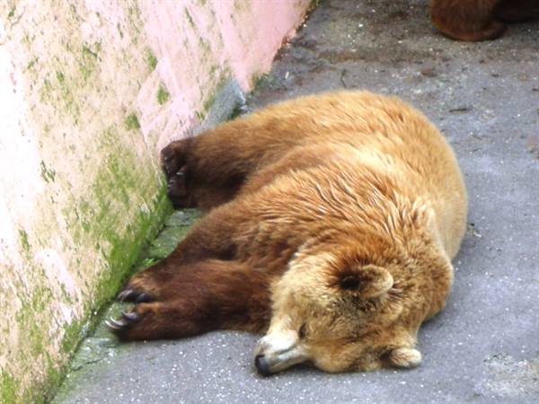 Brown Bear
