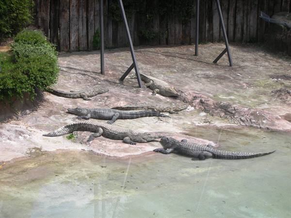 alligators in the sun