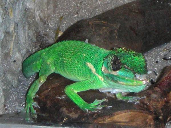Gecko