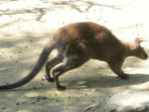 Kangaroo