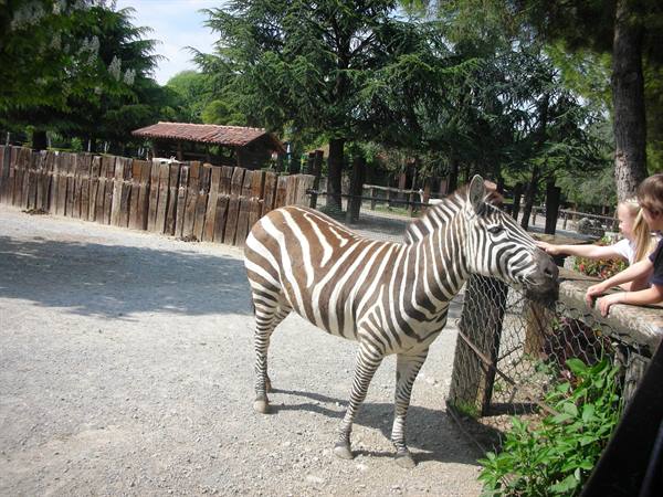 Zebra