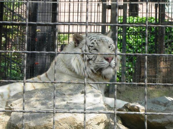 white tiger