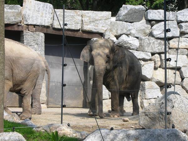 African elephants