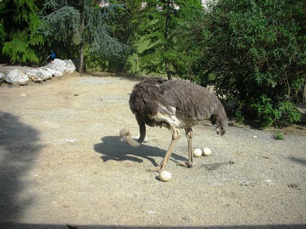 Ostrich and eggs
