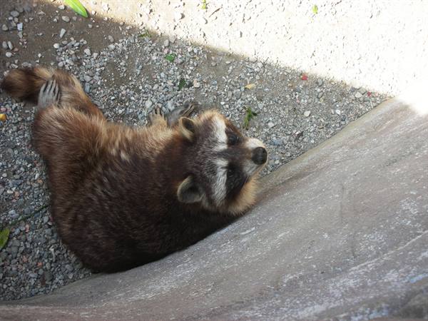 Raccoon