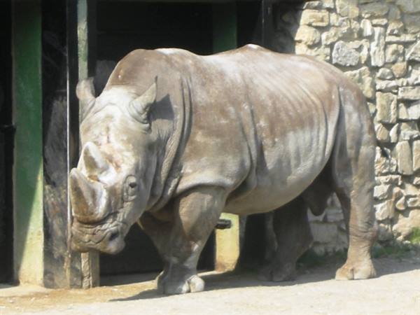 Rhinoceros