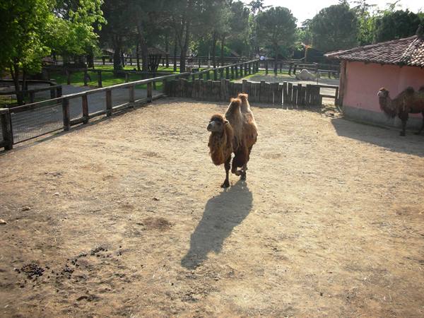 Camel