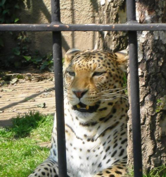 Leopard