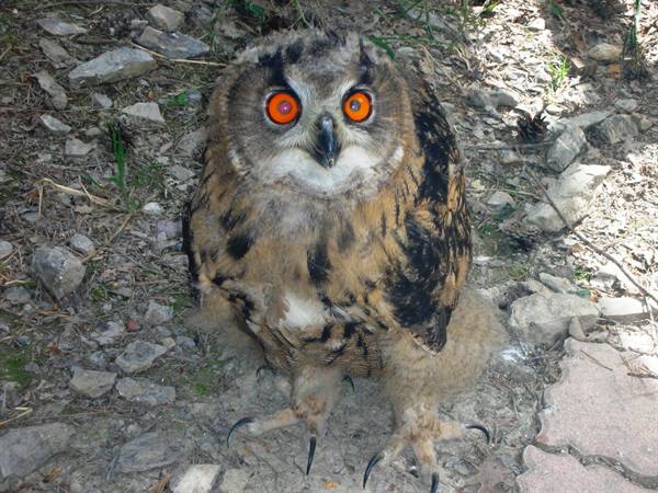 Owl