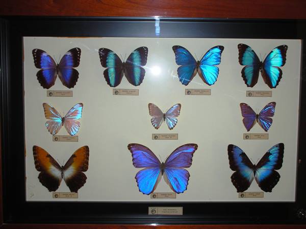 butterflies