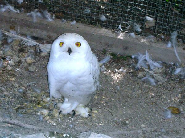 little owl
