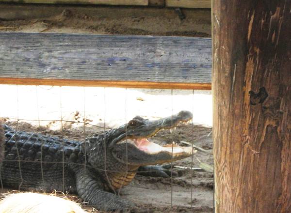 alligator 