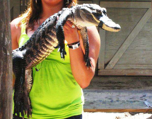 baby alligator